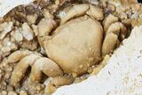 Fossil Crab (Potamon) Preserved in Travertine - Turkey #106456-5